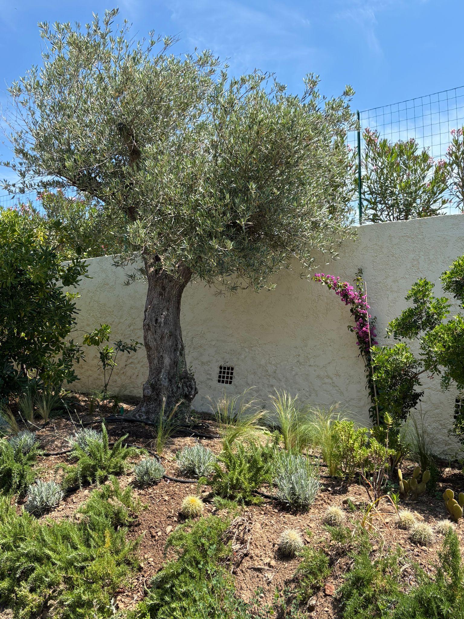 Olivier et massif méditerranéen au pied d'un mur provençal, création paysagère dans le Var