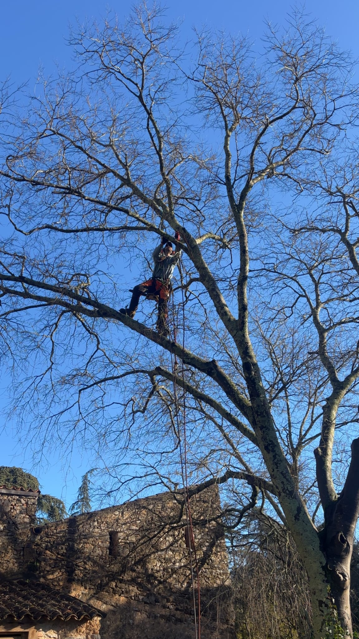 Élagueur grimpeur encordé et harnaché en pleine taille raisonnée d'un grand feuillu dénudé par l'hiver, au-dessus d'un mas en pierres, en Provence.