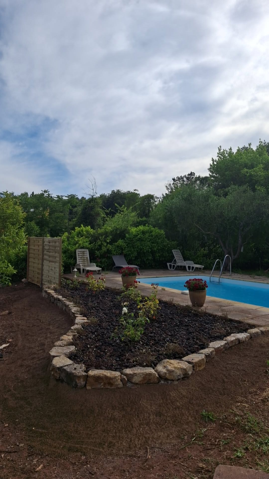 Massif de rosiers et paillage de roche volcanique au bord d'une piscine, aménagement paysager dans le Var